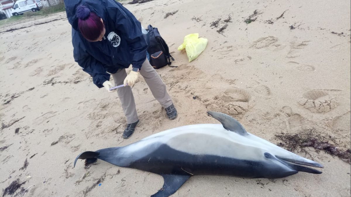 Una bióloga de la CEMMA analiza un delfín común que el mar arrastró hasta la costa de Ribeira