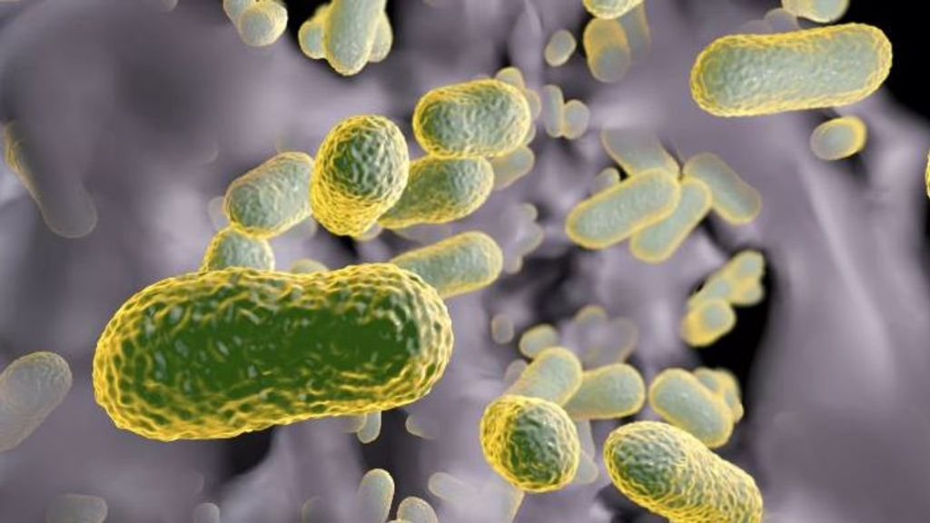 El nuevo fármaco ha demostrado su eficacia contra la infección por superbacteria Acinetobacter