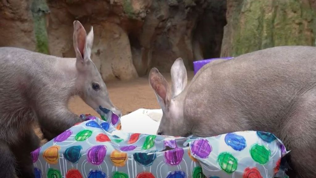 Los Reyes Magos adelantan sus regalos a los animales de Bioparc Valencia