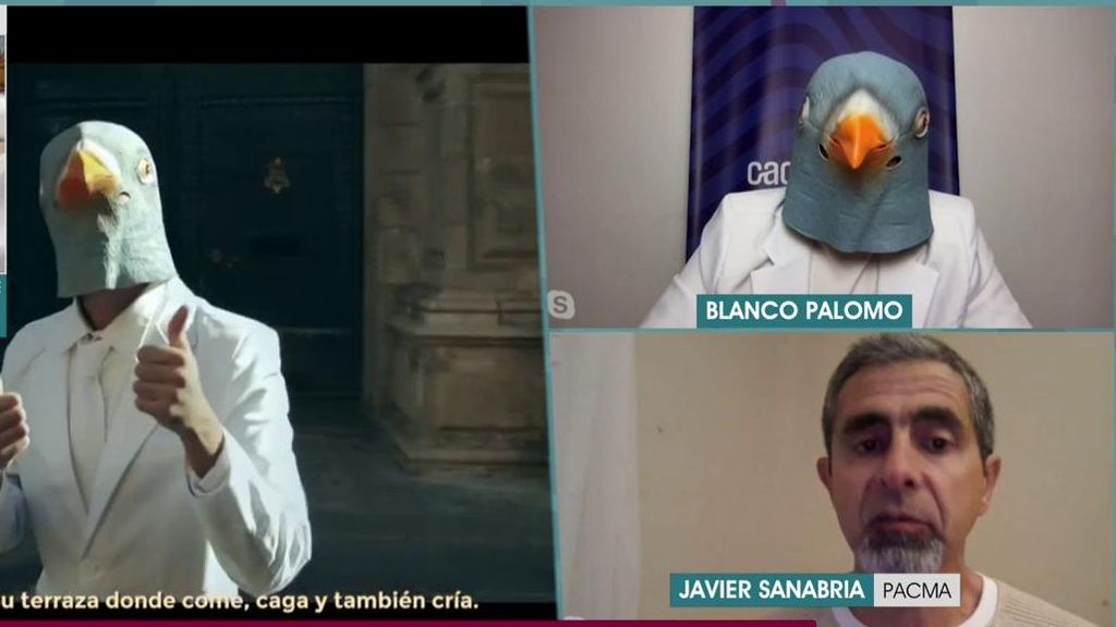 ‘Blanco Palomo’, el protagonista de la polémica campaña para no alimentar a las palomas: "Las críticas han servido..."