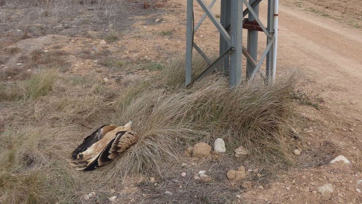 Aguila muerta junto a la torre eléctrica