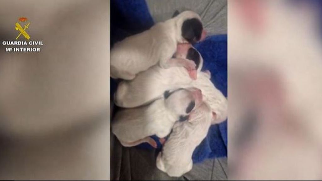 Investigan a un hombre por abandonar a ocho cachorros en un contenedor de La Parrilla, Valladolid