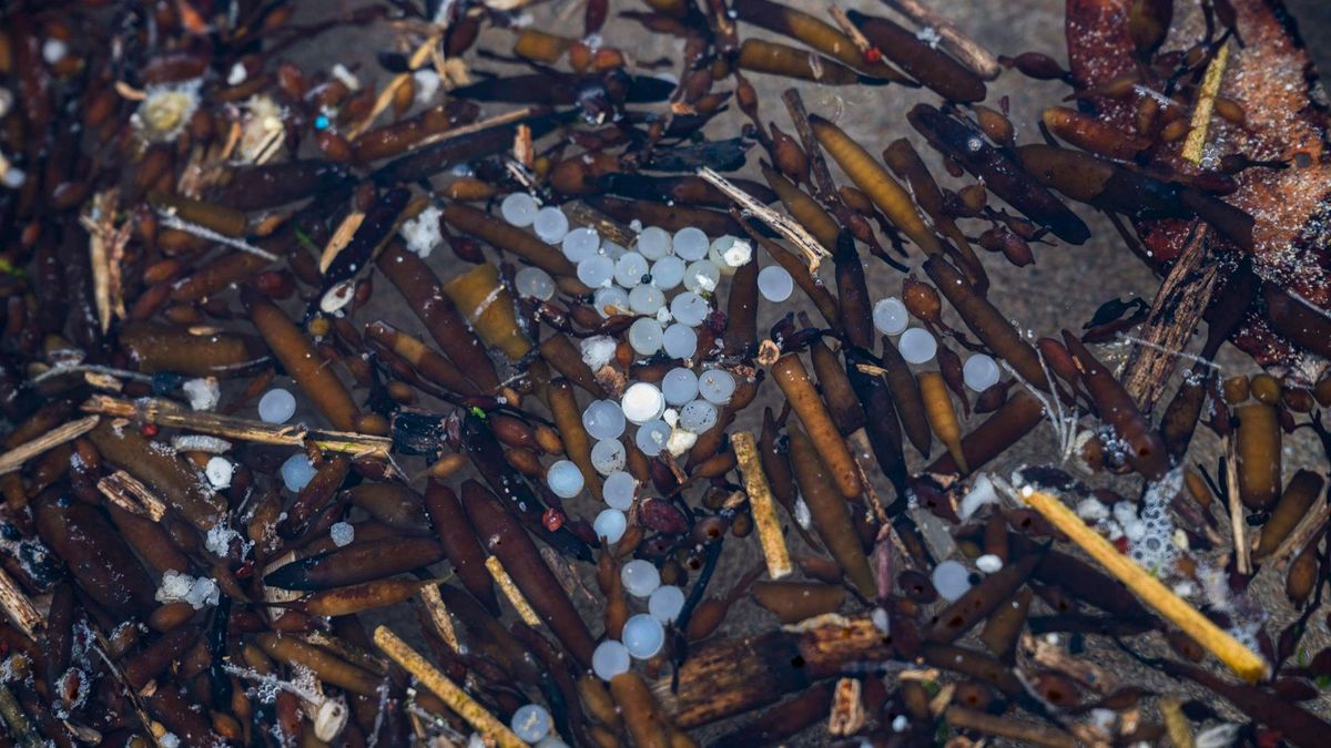 Cantabria confirma la aparición de pellets en dos playas y rastrea otras donde ha habido avisos