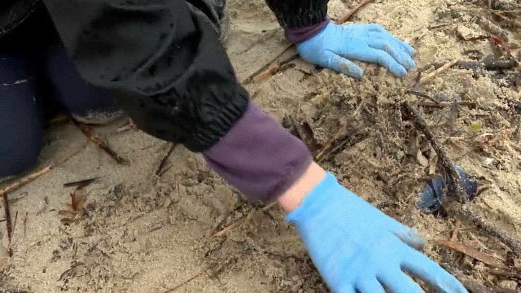 Los guantes y gafas, nuevos complementos para retirar los pellets de la costa gallega