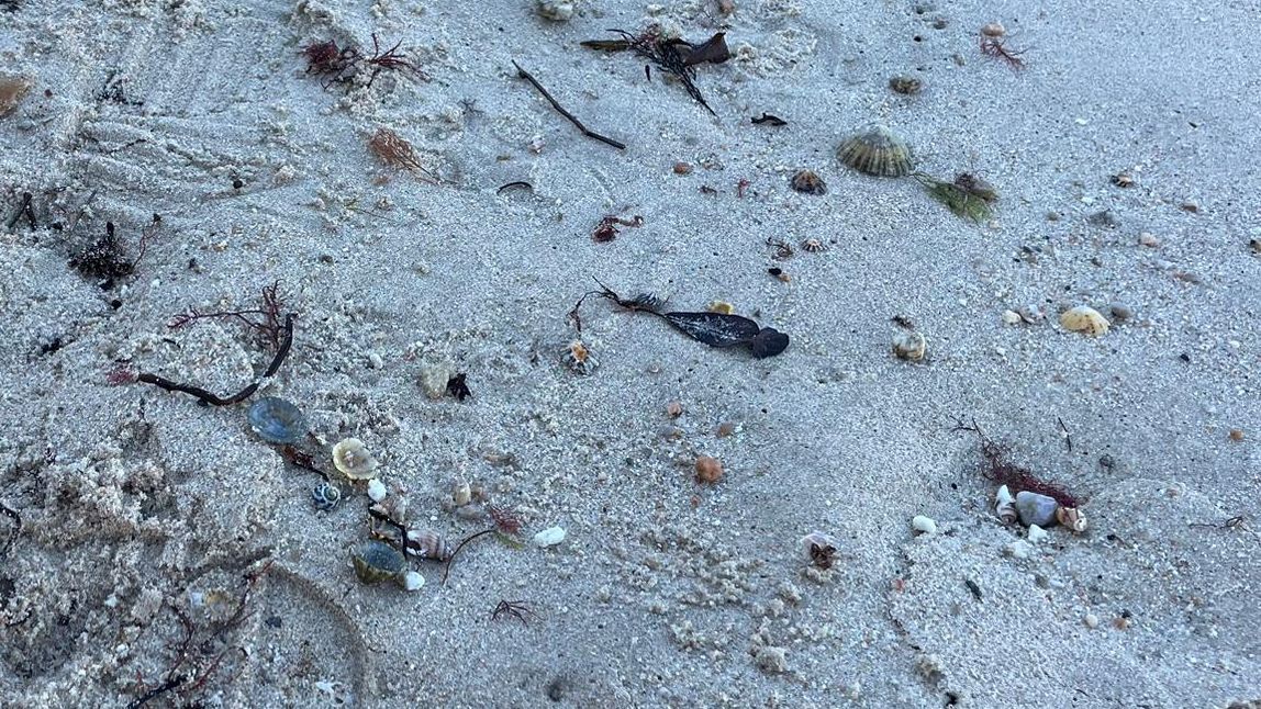 En este y otros arenales gallegos hay arenillas de cuarzo que podrían confundirse con las bolitas de plástico