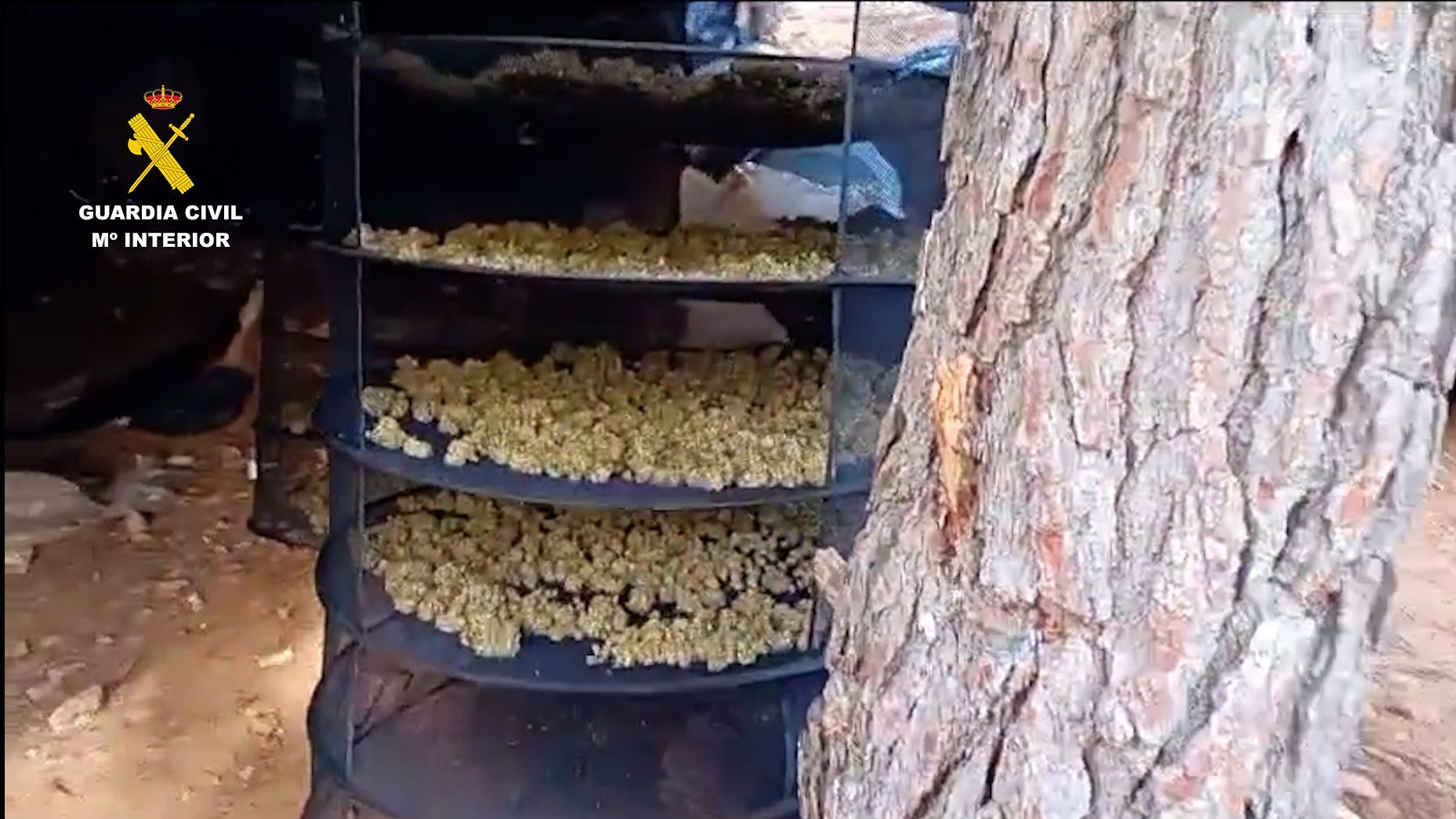 Cogollos de marihuana secos encontrados en Nerja, Málaga