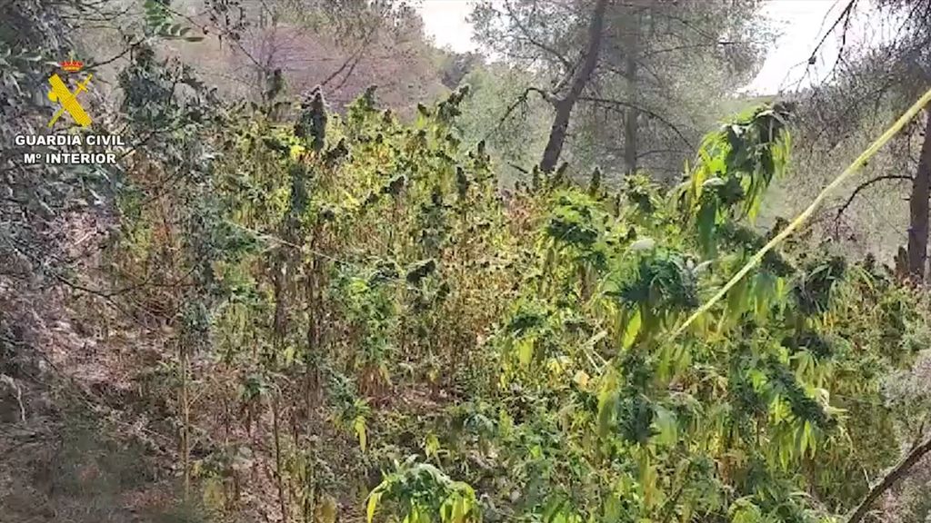 Deforestan dos hectáreas de un bosque en Málaga para plantar marihuana: nueve detenidos