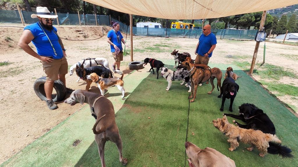 Guardería para perros