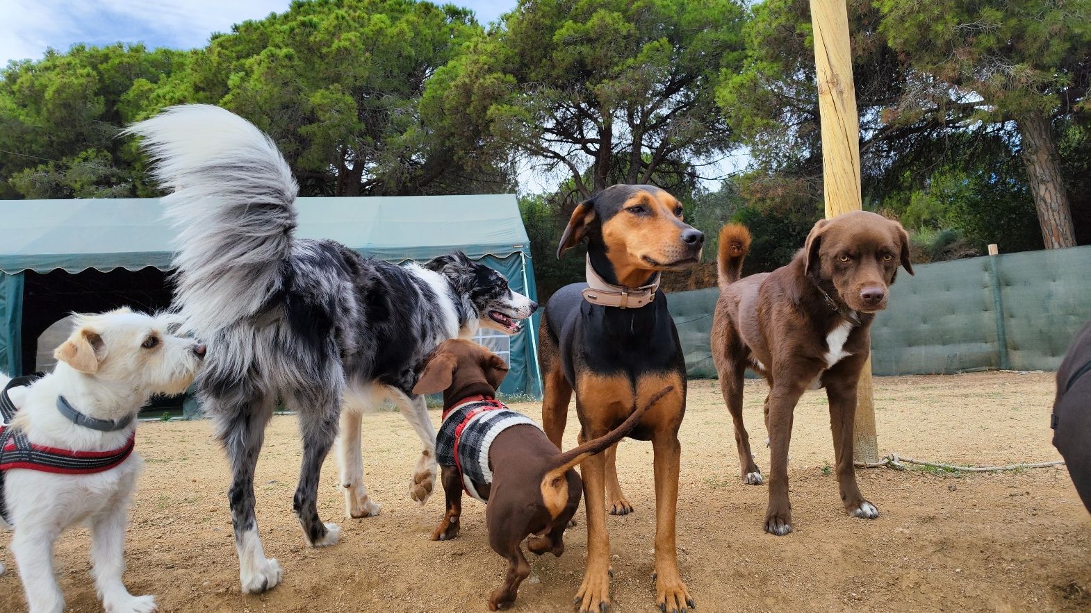 Guardería para perros