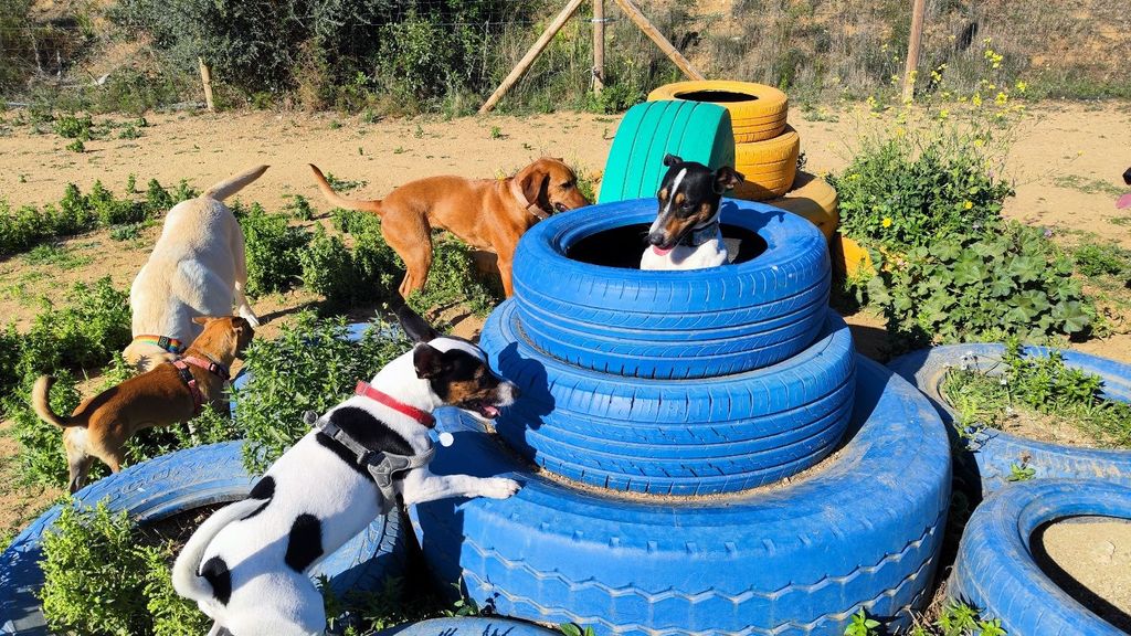 Guardería para perros