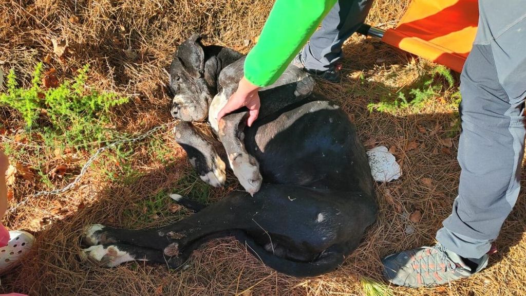 El animal rescatado tras encontrarlo en estado crítico