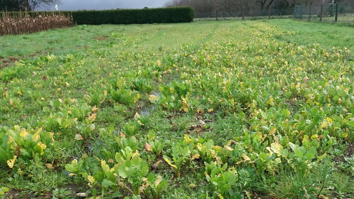 Este año, en Galicia, el cocido tendrá más lacón y menos grelos