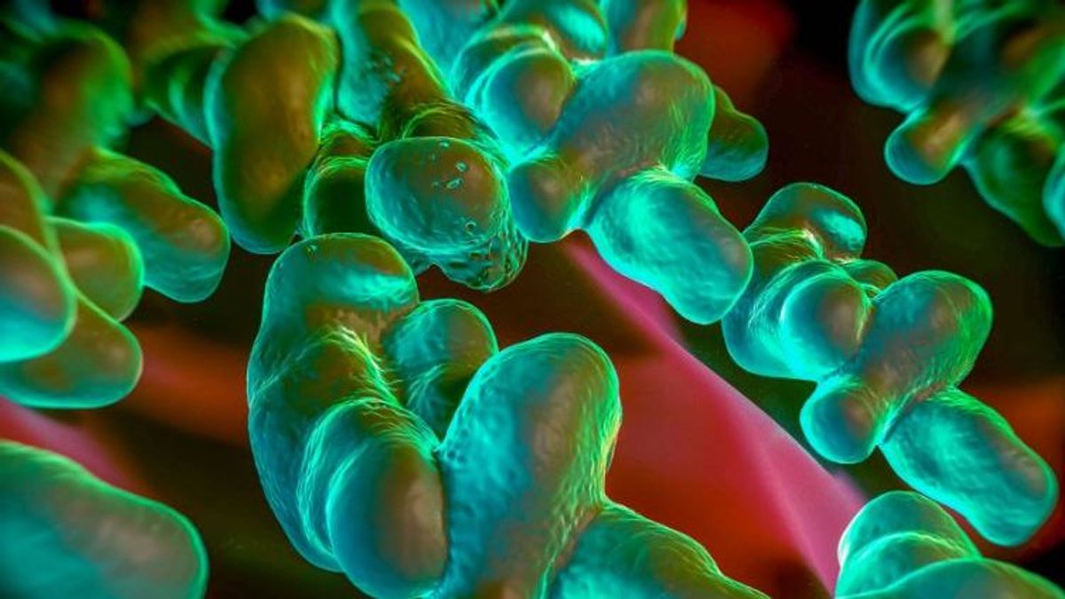 La bacteria Campylobacter que sobrevive a más de 40 grados es la responsable de la enfermedad diarreica más frecuente en humanos