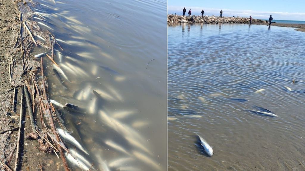 Numerosos peces muertos en la desembocadura del río Guadalhorce en Málaga