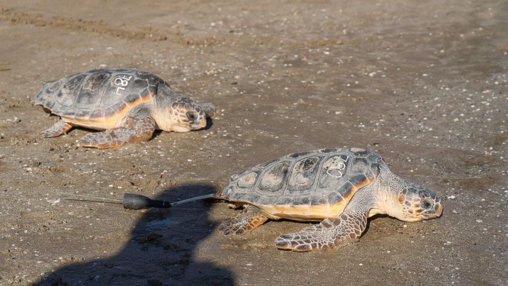 Las tortugas recuperadas en el ARCA del Mar avanzan hacia el mar