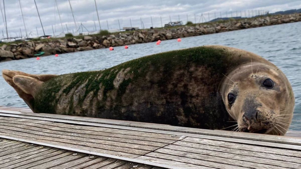 El animal es un ejemplar de foca gris, o lobo marino, de gran tamaño