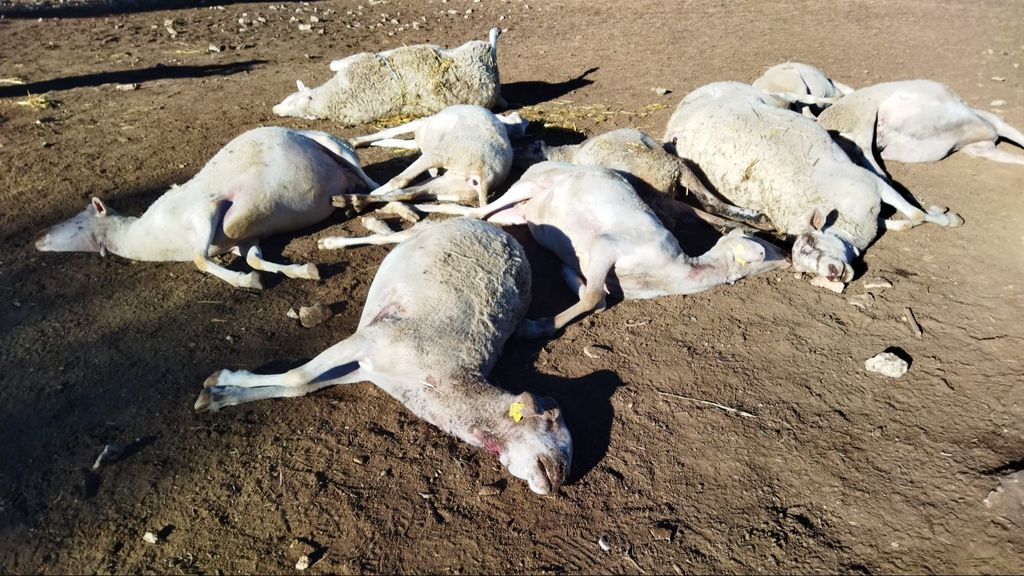 Las 10 ovejas muertas presentan heridas compatibles con la mordedura de un lobo