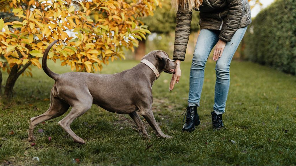 Un perro y sue dueña