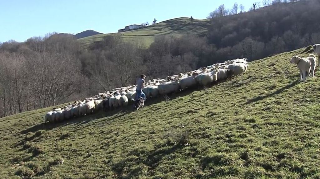 José Luis, el pastor más joven de Asturias, planta cara a los animalistas