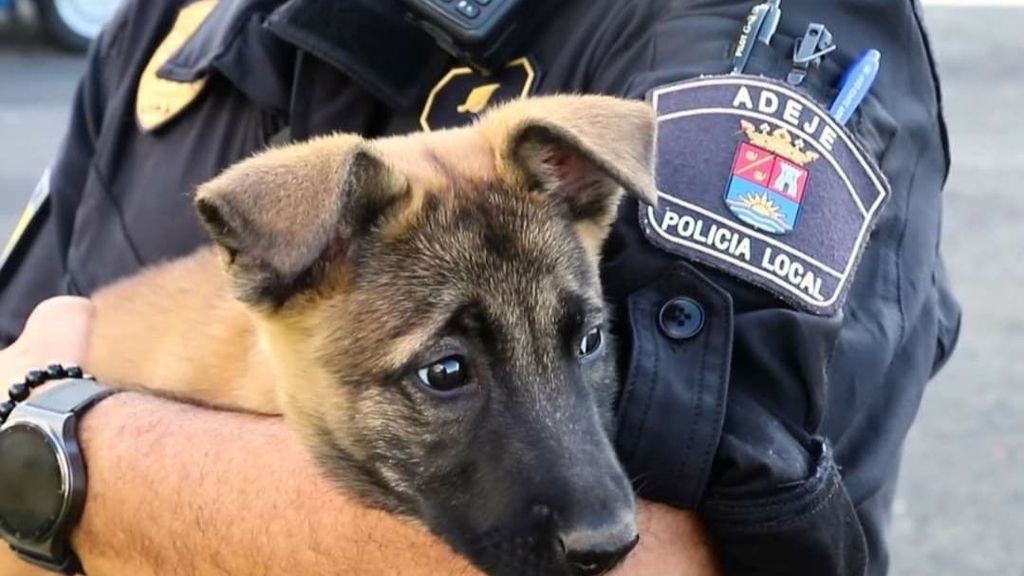 Perro policía cachorro