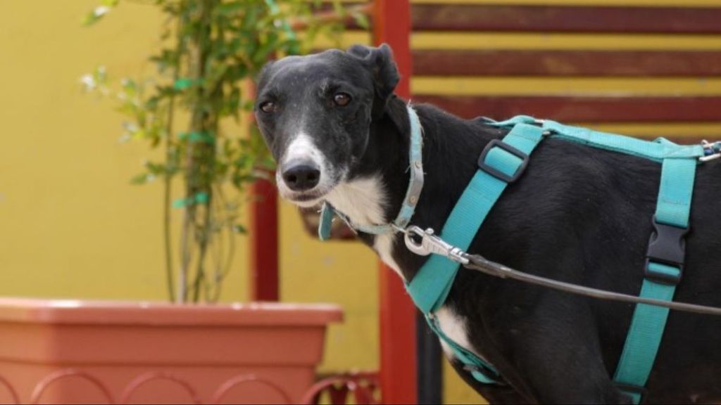 Galga en adopción