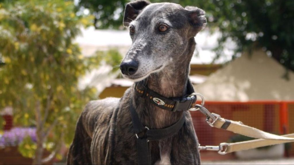 Galgo en adopción (Asociación ALBA)