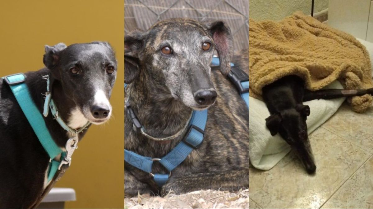 Galgos de la Asociación ALBA