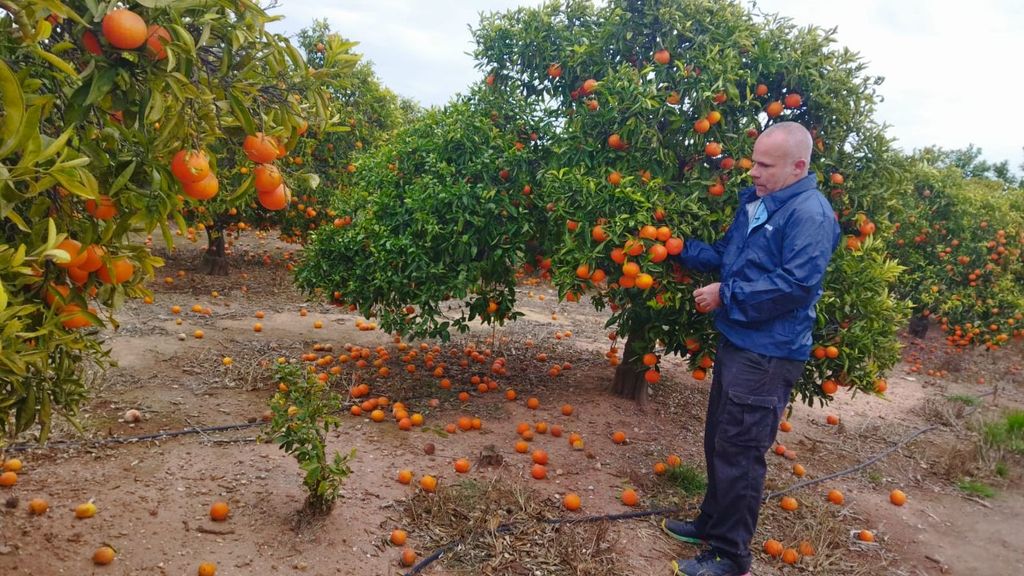 Las naranjas se acumulan en los árboles y comienzan a caer al suelo