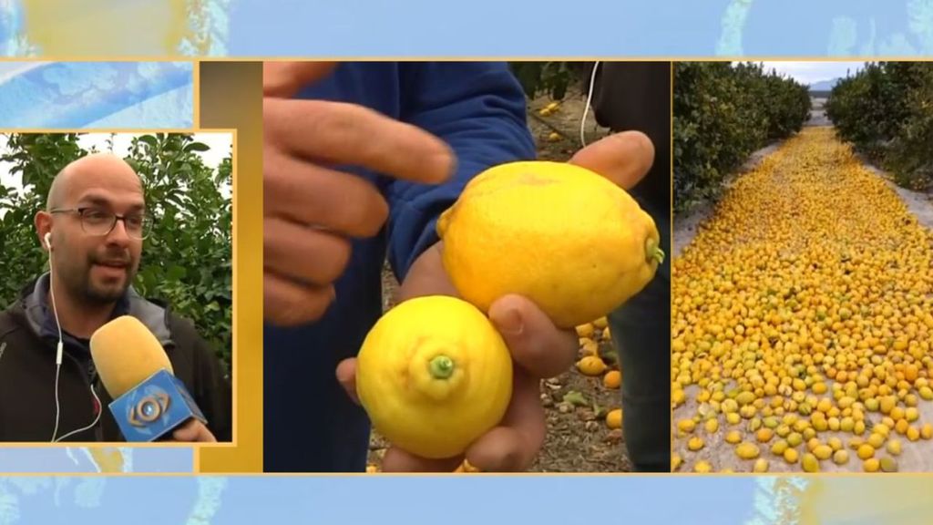 El motivo estético por el que los agricultores tienen que tirar toneladas de limones y que dispara el precio en supermercados