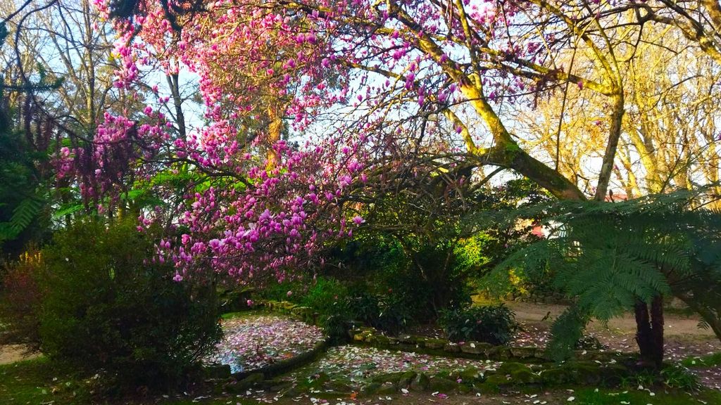 Los distintos ejemplares de magnolia de Soulange que cobija el parque, aportan gran belleza a este entorno natural