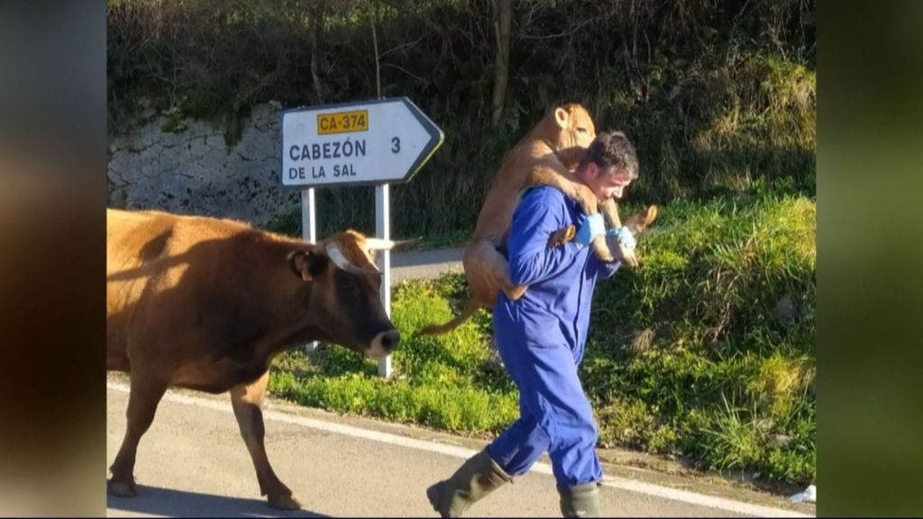 Ángel, el ganadero viral por su foto llevando a hombros a un ternero de más de 50 kilos: “Los animales son mi vida”