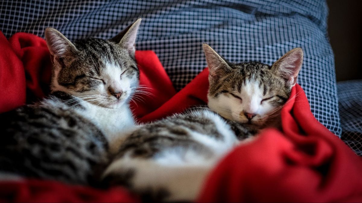 Gatos sobre una manta