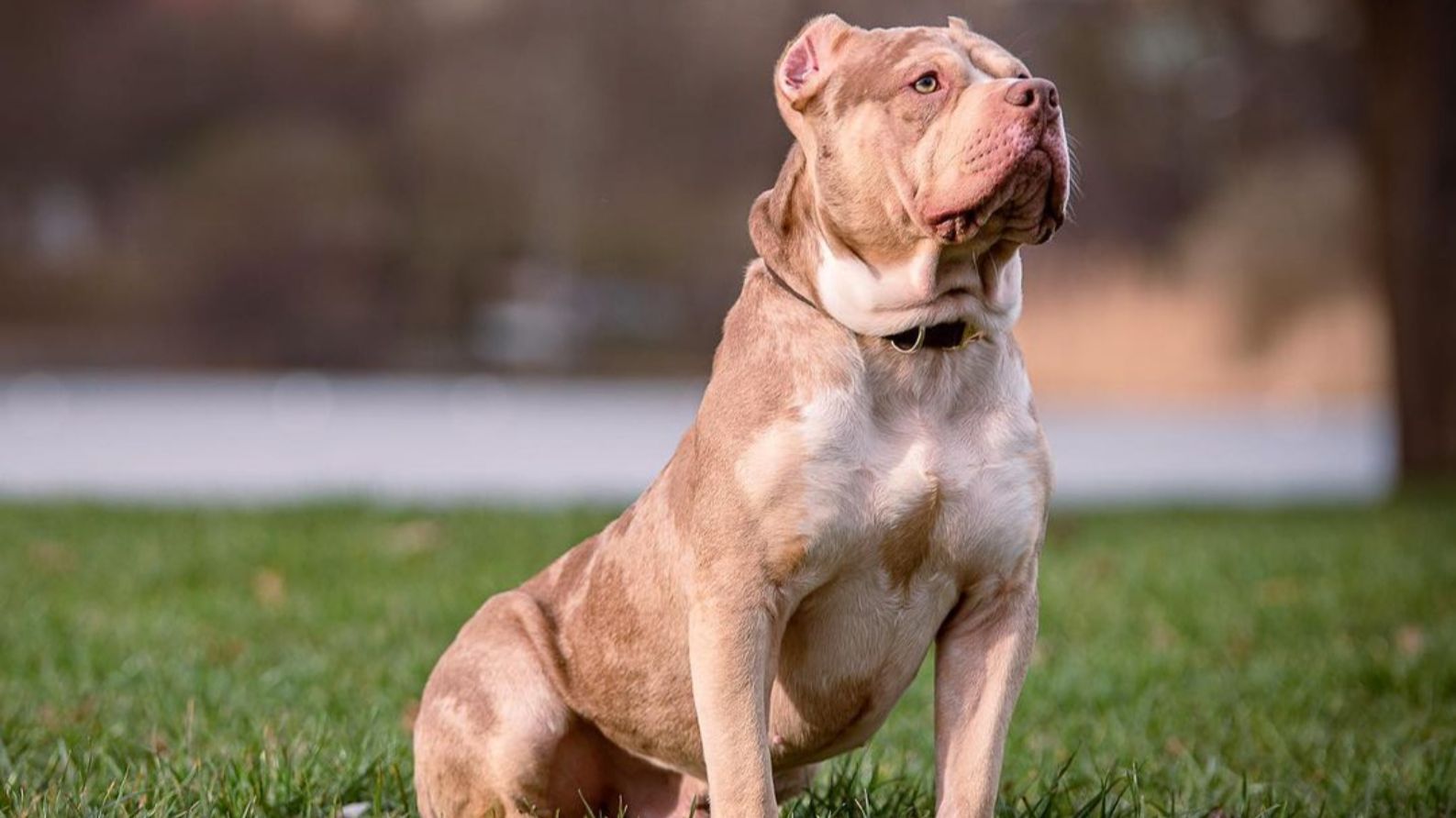 American Bully XL