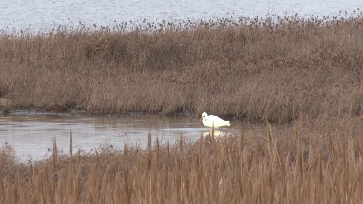 En el Día de los Humedales denuncian el deterioro que ha sufrido en España