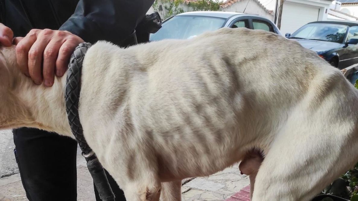 Imagen del animal rescatado.