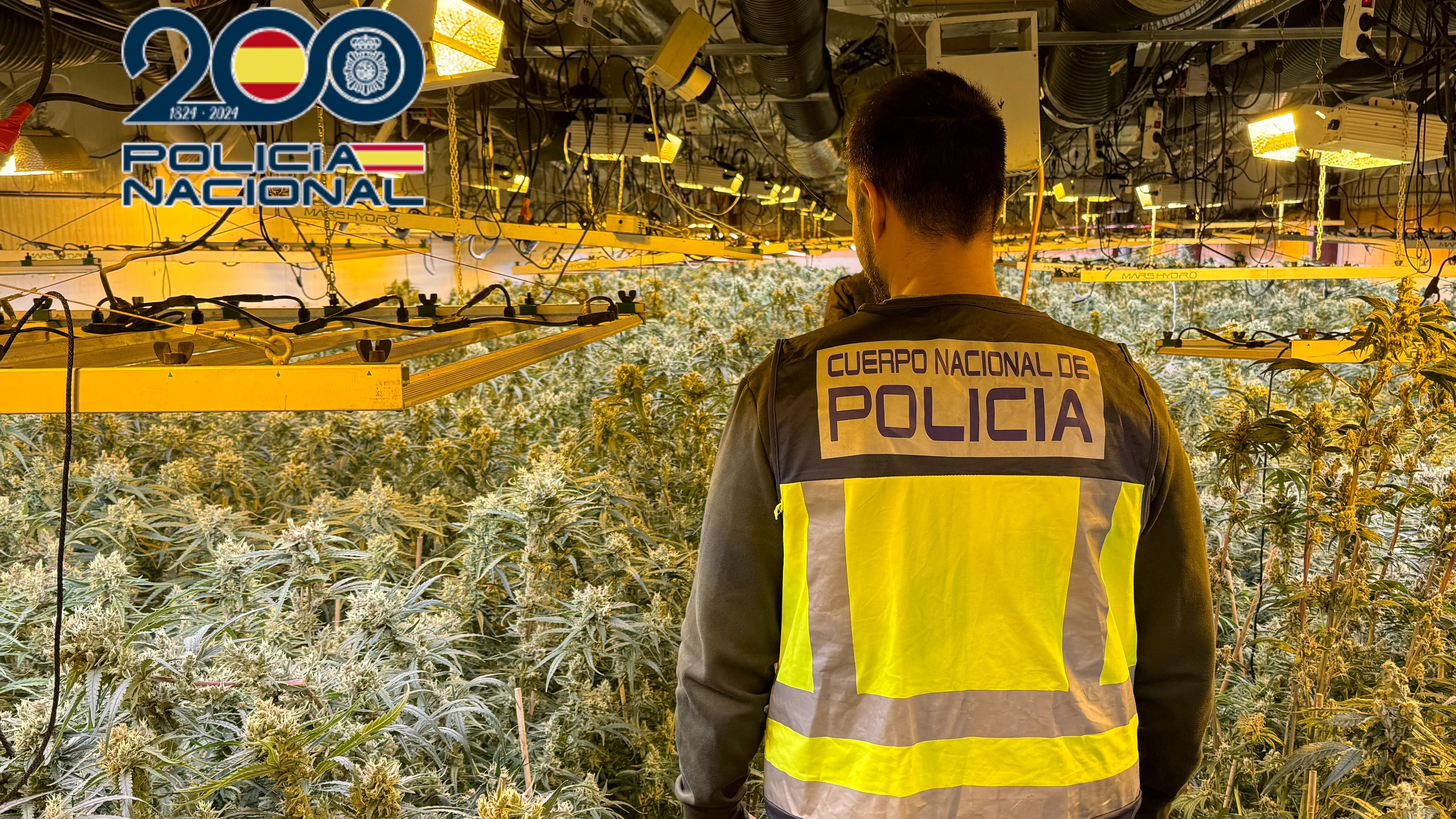 La plantación es una de las más grandes localizas en Alicante