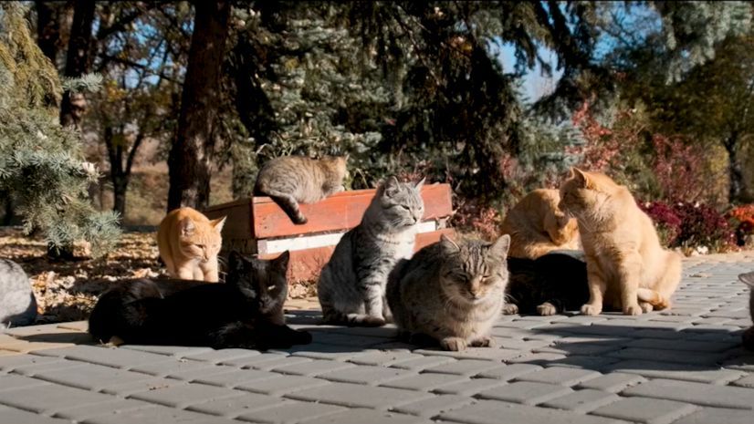 Madrid Salud esterilizará a más gatos urbanos para controlar la población de felinos en la capital