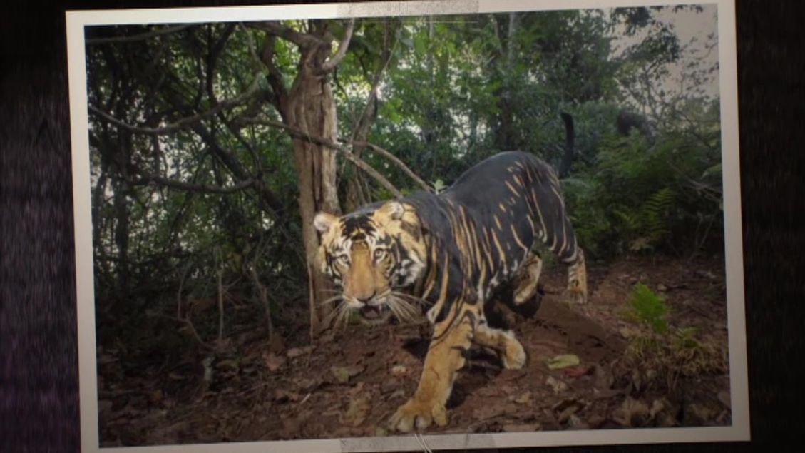 Captan imágenes de un tigre negro, una especie extraña de la India: &#39;&#39;Solo quedan siete ejemplares en el mundo&#39;&#39;