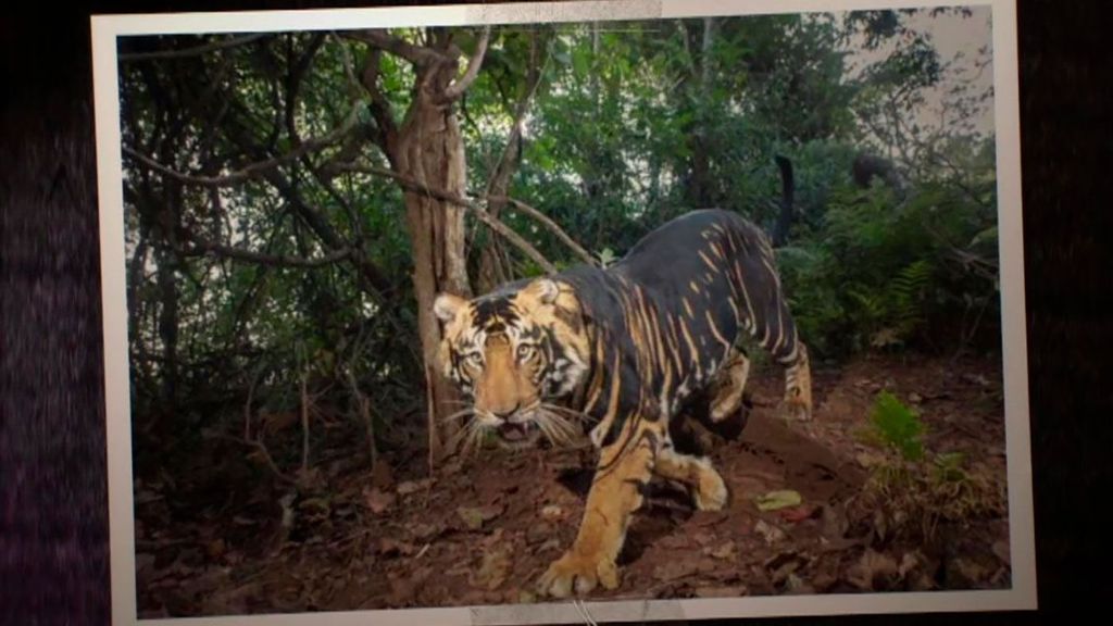 Captan imágenes de un tigre negro, una especie extraña de la India: ''Solo quedan siete ejemplares en el mundo'' Cuarto Milenio Temporada 19 Top Vídeos 268
