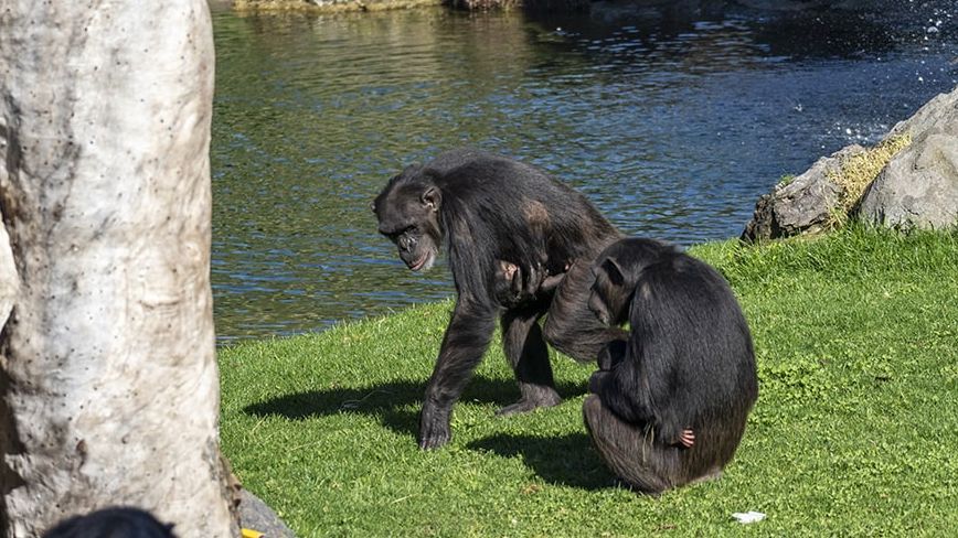 Dos hembras de chimpancé con sus crías en Bioparc Valencia