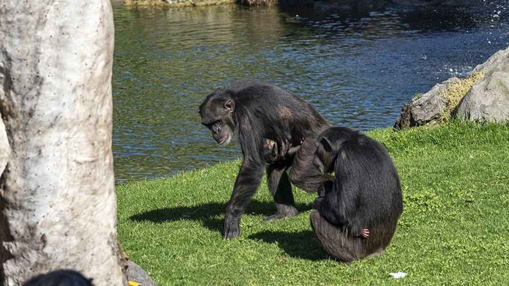 Dos hembras de chimpancé con sus crías en Bioparc Valencia