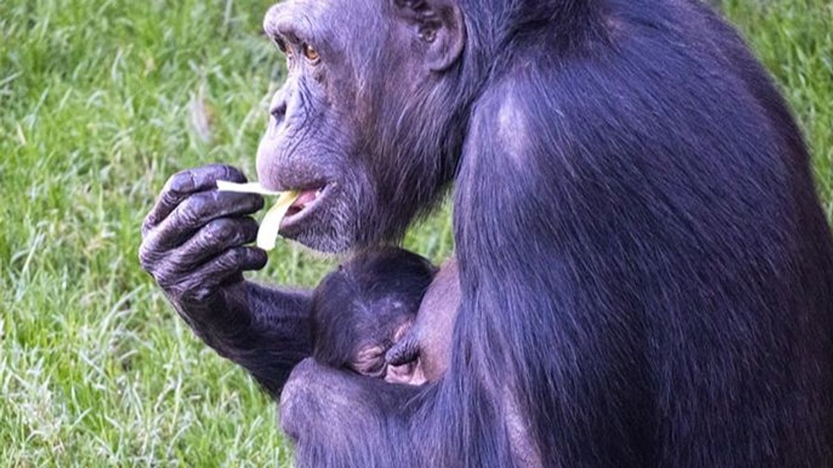 El chimpancé recién nacido con su madre