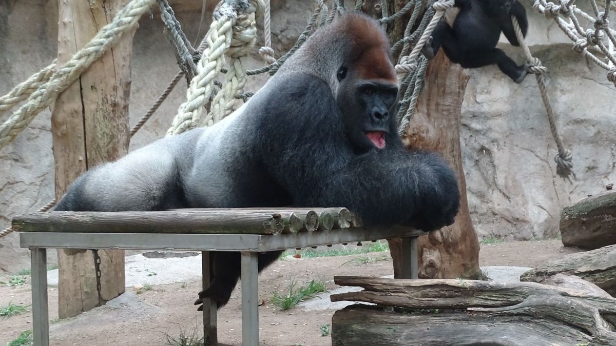 Muere Xebo, uno de los gorilas más longevos del Zoo de Barcelona