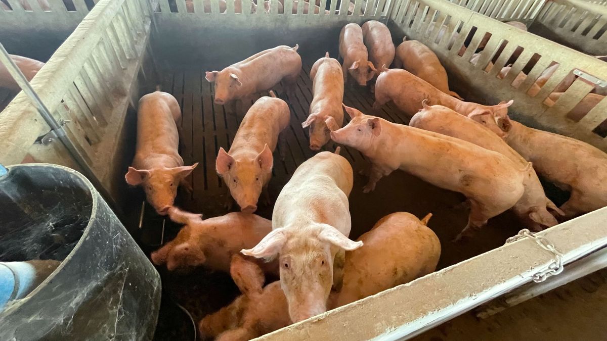 Imagen de archivo de una granja de cerdos