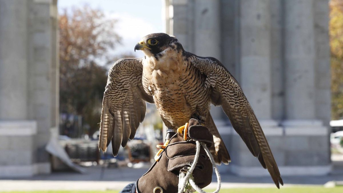 Indy, Sarita y Falcon, la 'patrulla' de rapaces que protegen la Puerta de Alcalá de las palomas