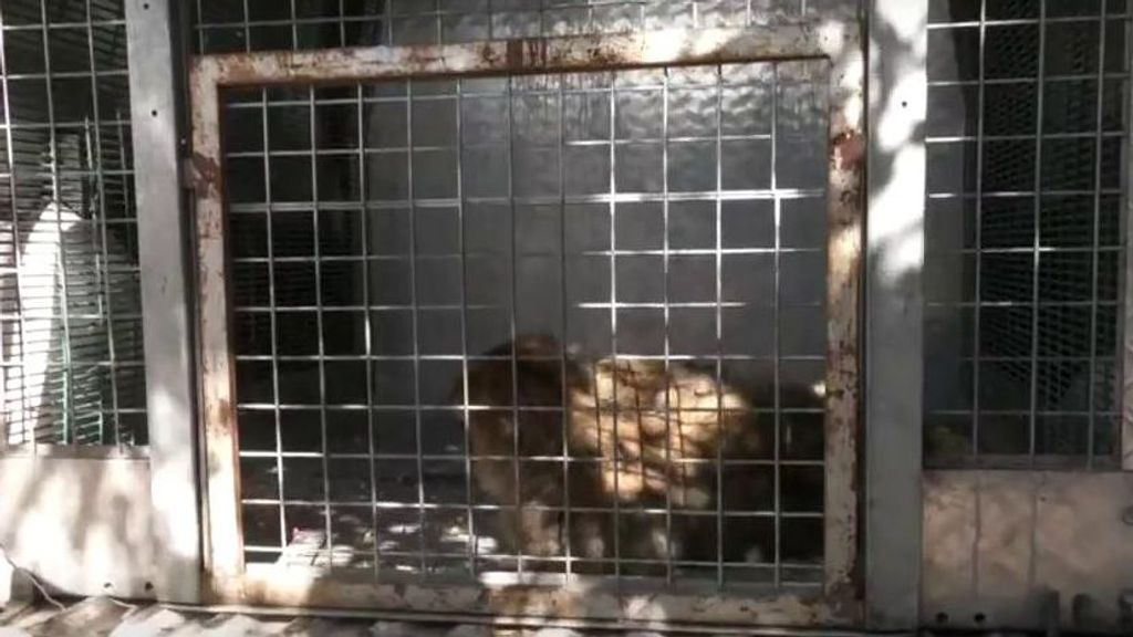 'Operación macaco' en Cádiz: logran atrapar al mono fugado de La Línea