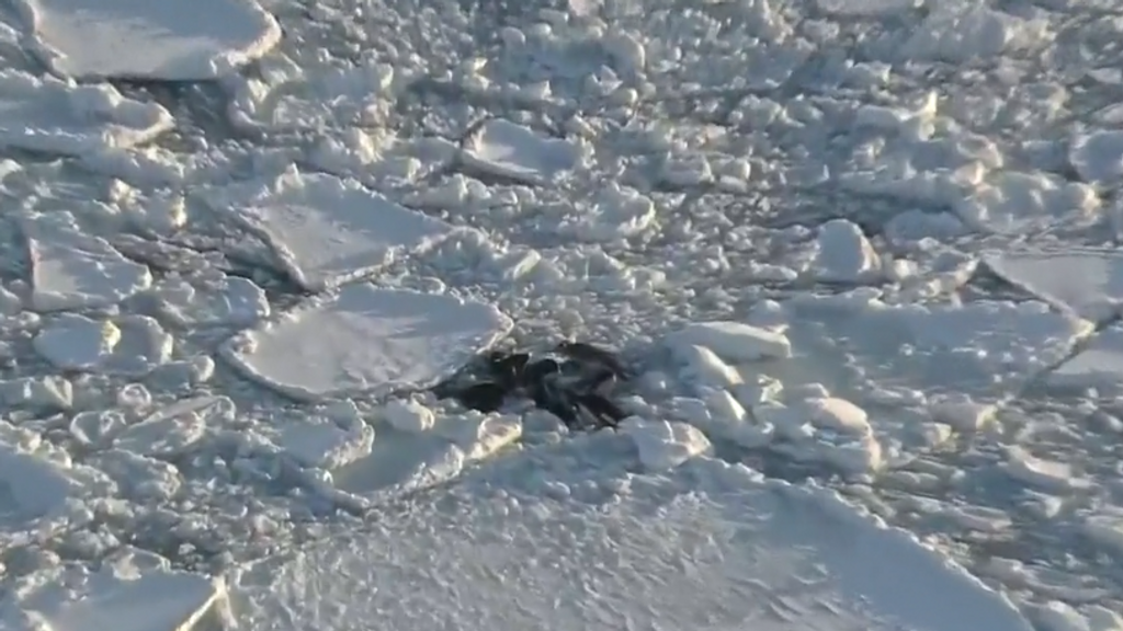 Un grupo de orcas atrapadas entre el hielo en Hokkaido (Japón) luchan por sobrevivir a contrarreloj