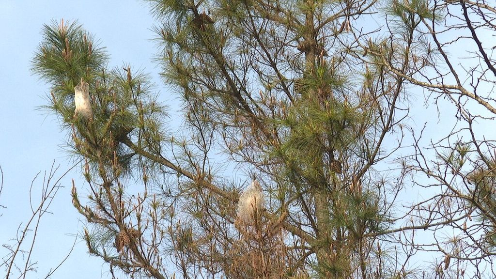 Dos nidos de larvas de procesionaria en el monte Gorbea