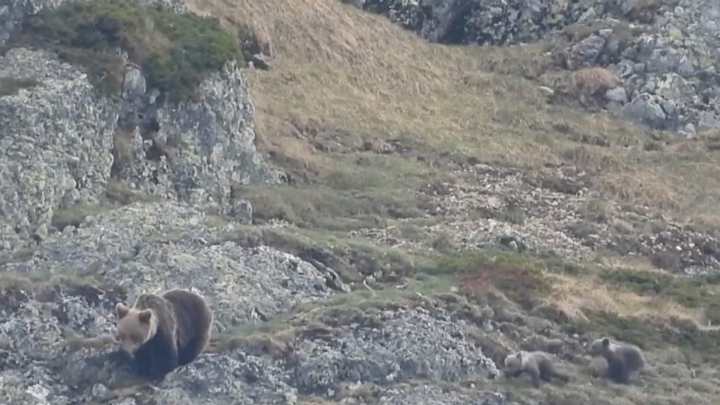 Los recientes acercamientos de osos pardos ponen en alerta a los vecinos de pueblos de Castilla y León