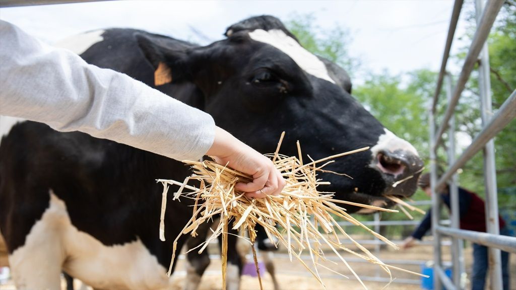 Imagen de archivo de una persona dando de comer a una vaca